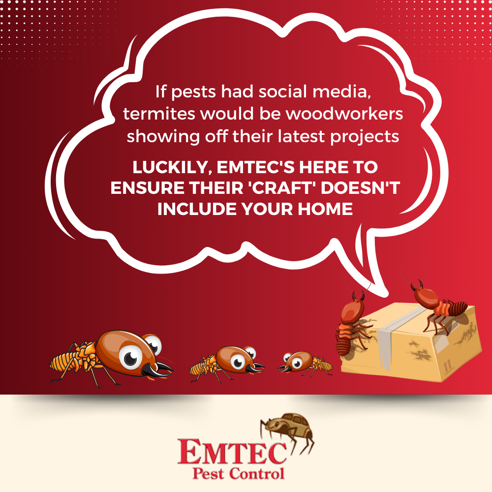 EmtecPest's tweet image. If pests had social media, termites would be woodworkers showing off their latest projects. Luckily, Emtec&apos;s here to ensure their &apos;craft&apos; doesn&apos;t include your home. 🏡🐜 #PestHumor #TermiteControl