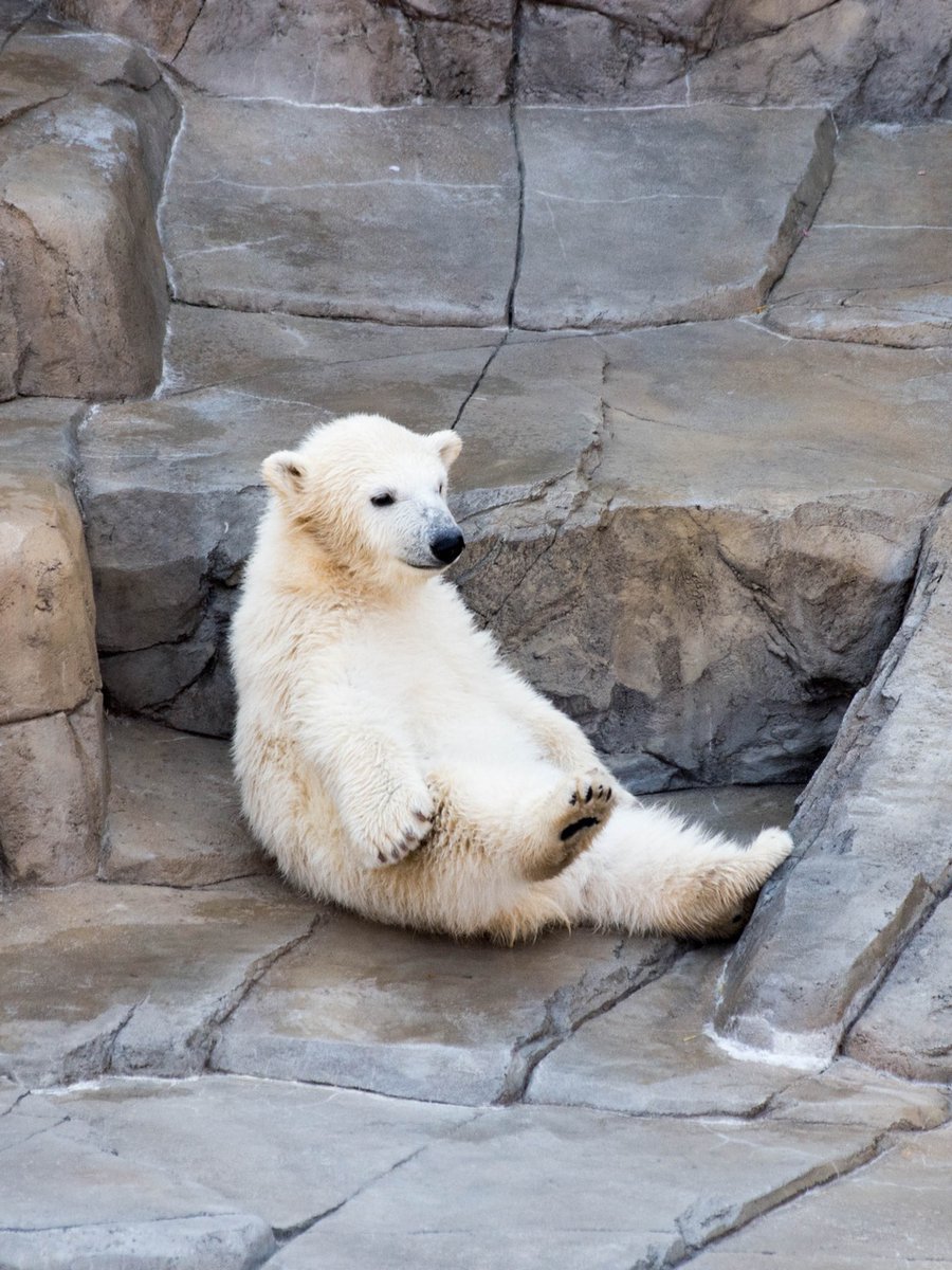 これから遊ぶ前の入念なストレッチをしているのかもしれないシロクマさん #シロクマ #円山動物園