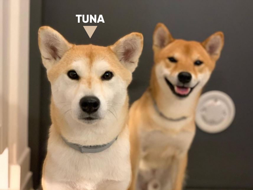 web3jedimaster's tweet photo. @wealthincoming @pattyice $TUNA @Tunawifsmom is the g.o.a.t. and currently the most undervalued gem of this solana #dogfinance season on #solana shhhhhh you're early bro #wif's mom https://t.co/6qffzZNCHE
