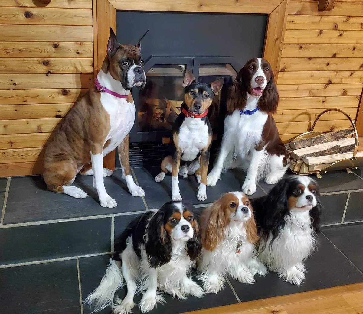 DeannaMuise's tweet photo. @LabradorYuki https://t.co/LjCIbHhHih