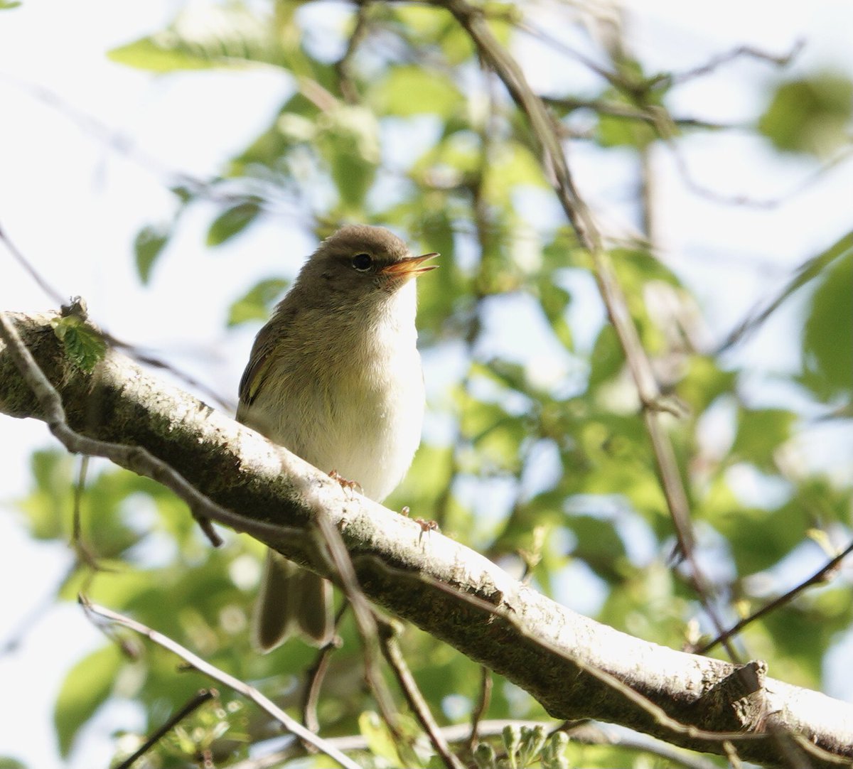 So many singing Chiffchaffs at Badbury Rings but difficult to get one in the right light and close up today