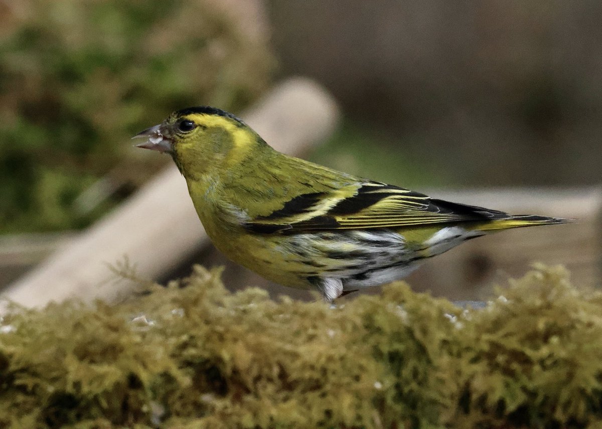 A few faves of the day with a siskin skirmish😀 Thanks to Rob for the top tip👍