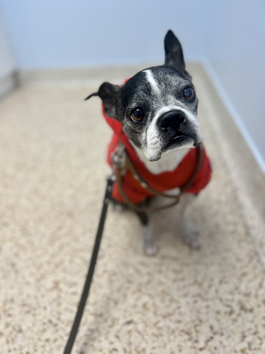 Back at the vet. This time, Princess Maya Candice has a skin rash.
I swear to God, our children are so high maintenance. 
#bostonterrier #seniordog