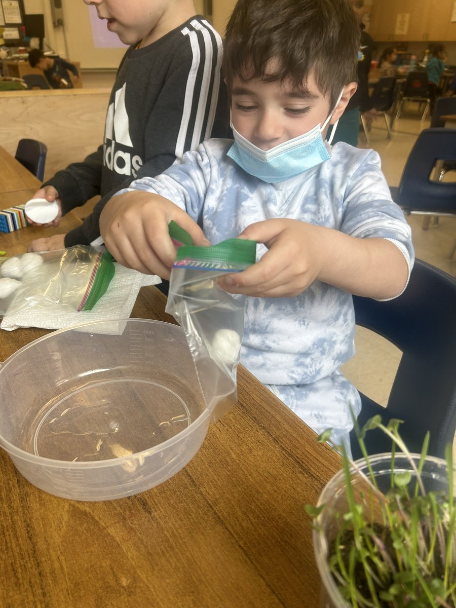 Lots of different kinds of planting is happening in our classroom and students are so excited as we explore the parts of plants, the life cycle of plants and what plants need to survive.  #Pollinatorgarden #beangreenhouse #grassheads #butterflygarden