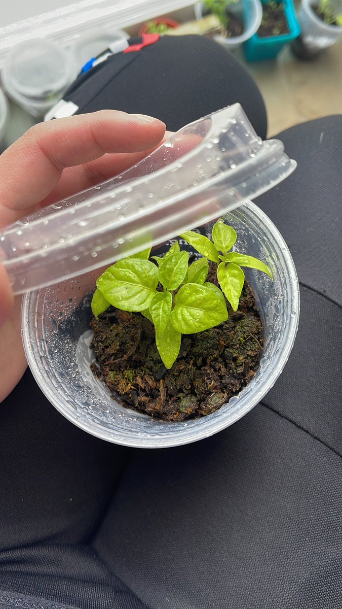 JessicaOlasaba's tweet photo. @Starbucks  love your coffee and love your cups makes the perfect mini green house for my plants 🌱  #spring #greenthumb #recycle #gardening #CoffeeLover #Starbucks https://t.co/hxBhEL5oQT