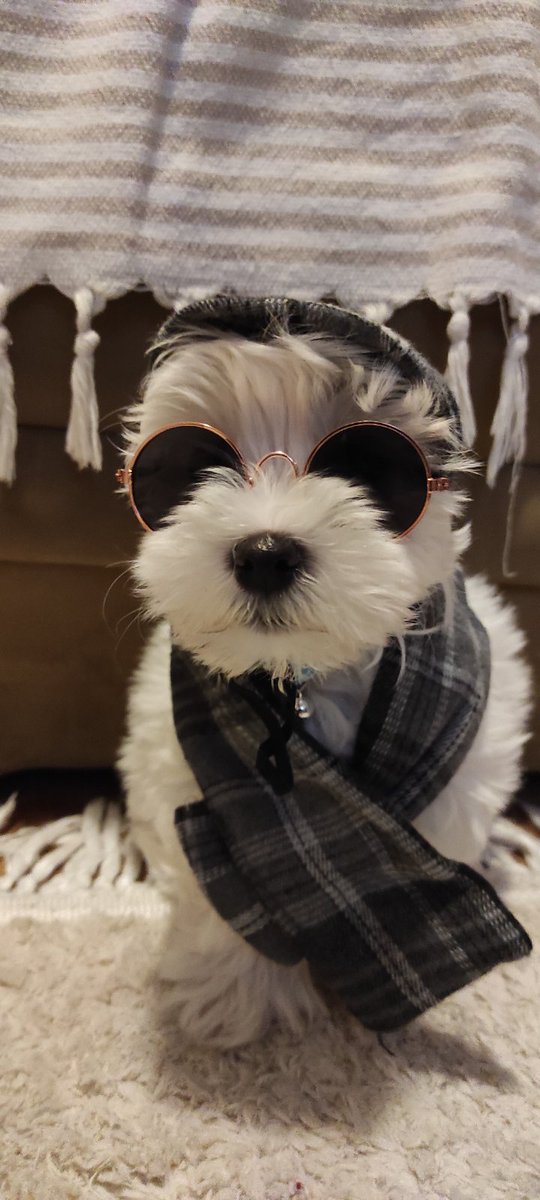 AndjaLaki's tweet photo. @Fermantwiit Švrća, 3 meseca 🥰🐾🐾🥰 https://t.co/WlgTwnk9rV