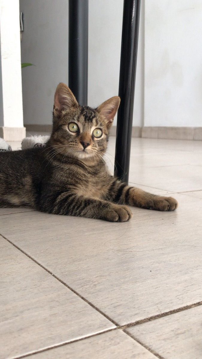 patitasdelsurr's tweet photo. LUIS💙. 
Estoy buscando una casa para siempre, me gusta jugar con tapitas, cartoncitos o bolitas de papel porque me encantan, voy a estar a tu lado mientras cocines, leas o veas una peli. Soy un fanático de la siesta y si me das  mimos en el cuello empiezo a ronronear. https://t.co/ko08qp5vSn