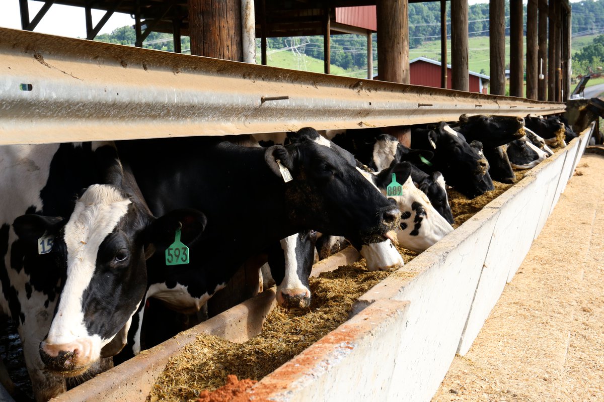 USDA has issued an order requiring mandatory testing of dairy cattle for Highly Pathogenic Avian Influenza before interstate movement. Click on the link below to read more about the oder. tnfarmbureau.org/usda-orders-te…