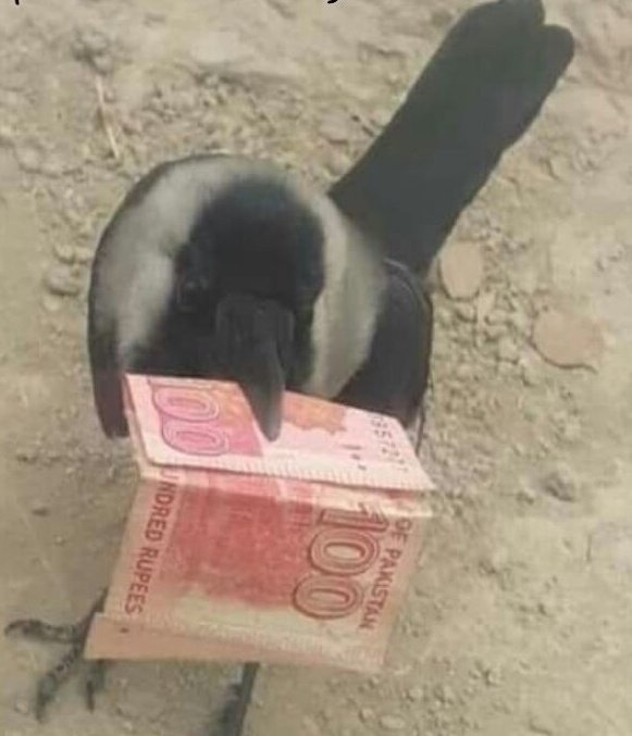 Agent check kro sultana daku ka 🗡️⚔️🥷🏻🏇🏻