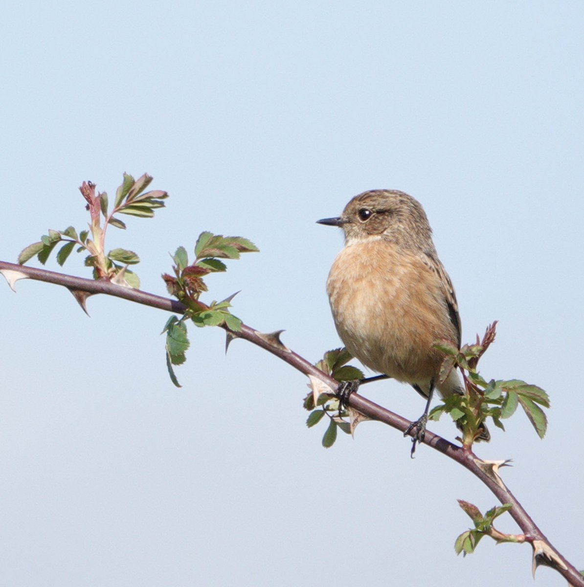 These m&f Stonechats were sitting so close to each other so surely a pair. He had a present for her I like to think but she was more intent on preening.