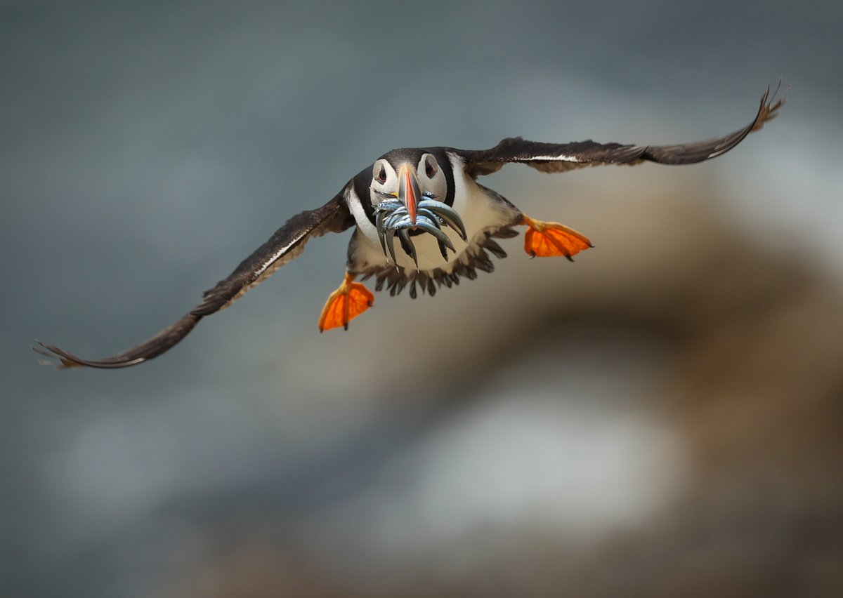 Just a puffin @WeatherCee @britishbirds #NaturePhotography