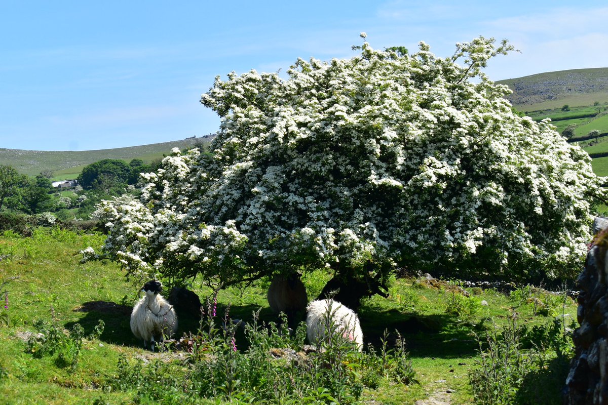 A sheep under a hawthorn in flower last May near Peter Tavy #Dartmoor #Devon