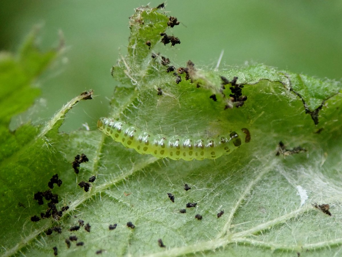 Commentary Elon Musk News tweet media