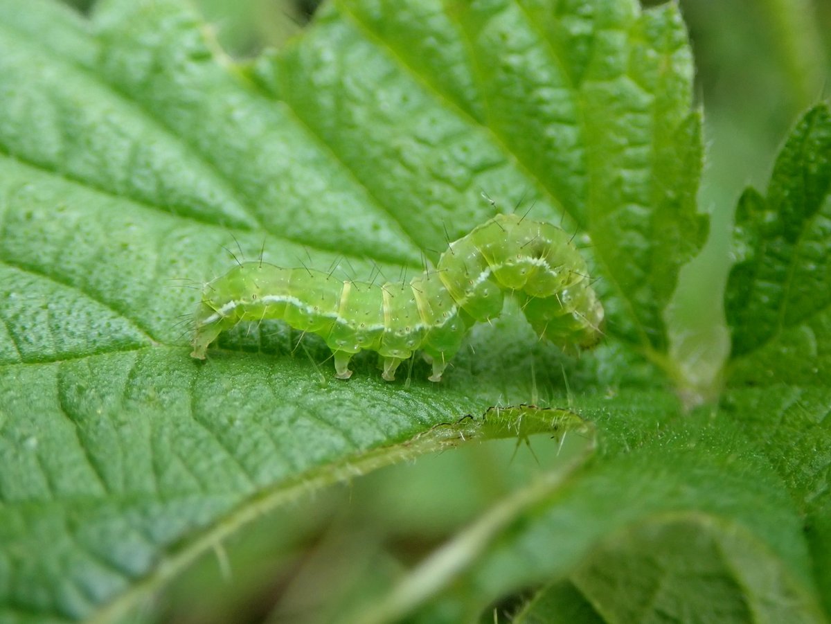 Commentary Elon Musk News tweet media