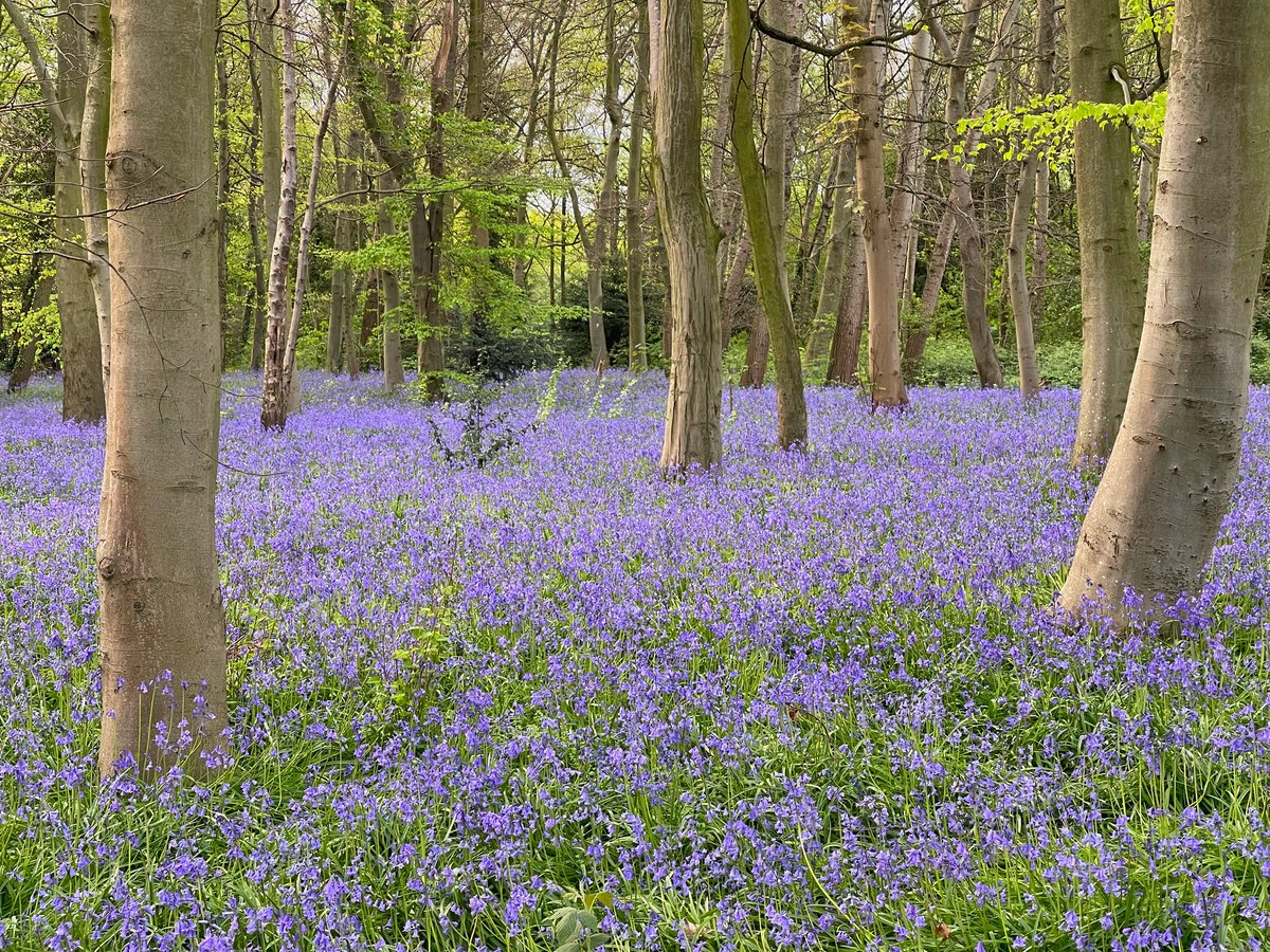 A carpet of bluebells, think these are my best bluebell images yet, in Chalet wood, Wanstead park. #spring #flowers #forest #StormHour #ThePhotoHour