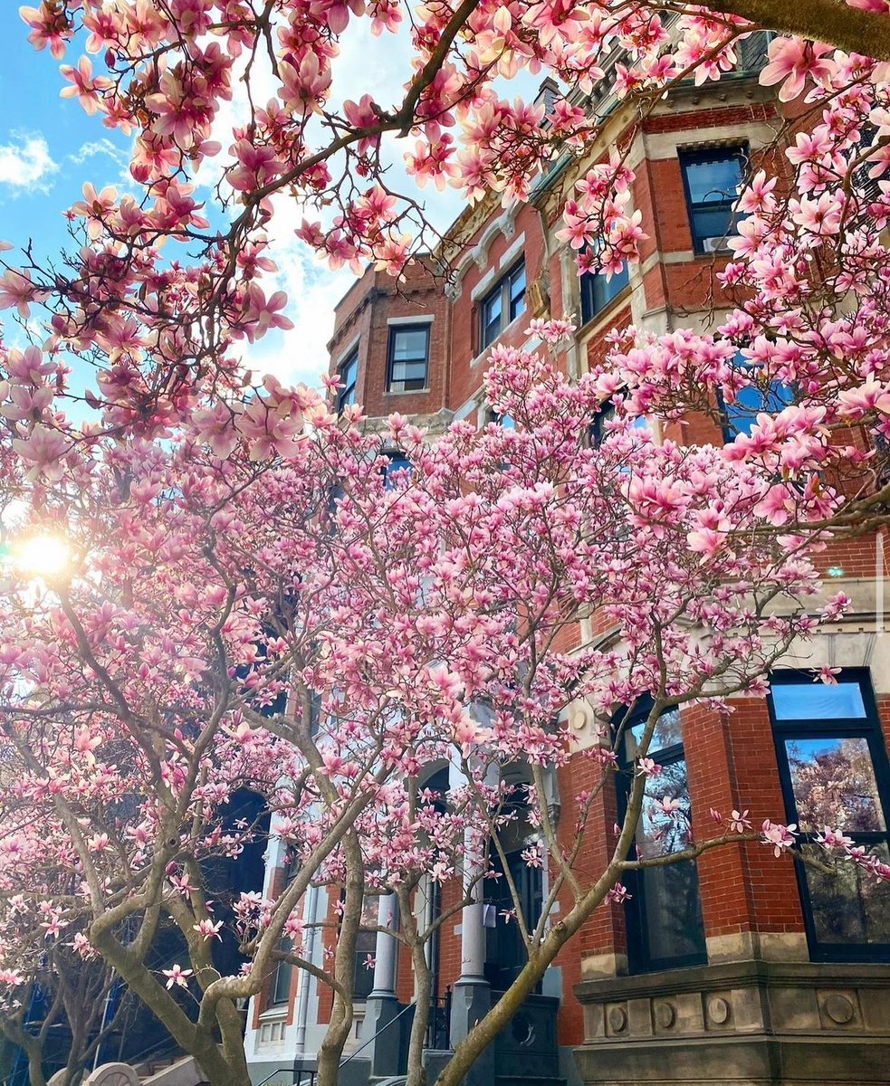 Back Bay brownstones and Magnolia blossoms? Name a more iconic due... we'll wait 🌸 (📸: capturing_boston via Instagram)