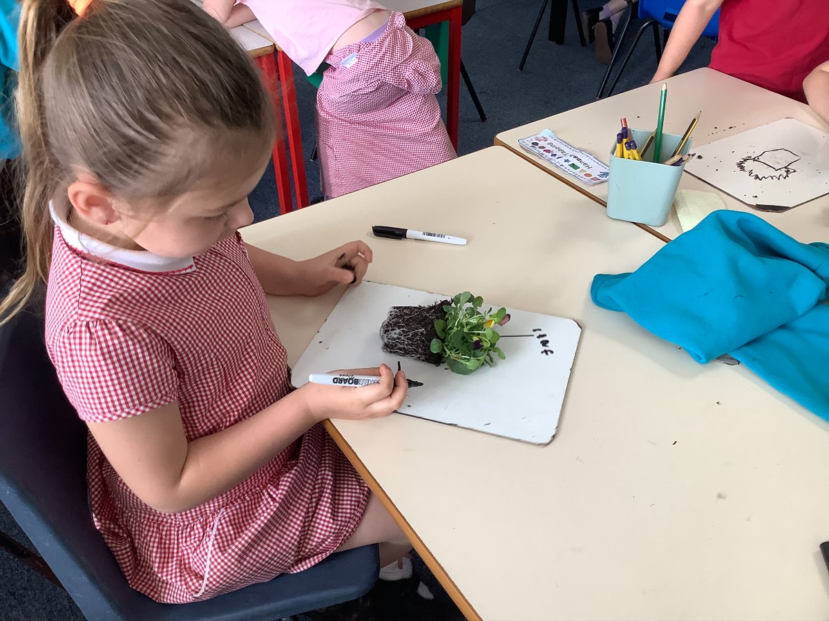 Jellyfish Class loved finding out about plants. They were fantastic at labelling the different parts! #ConnectWithNature #HandsOn #InteractiveLearning @kernow_learning