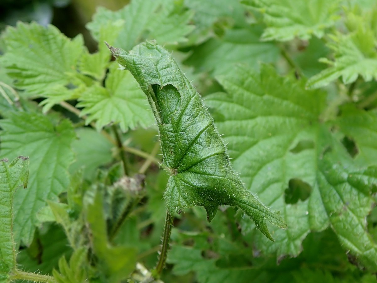 The shady passageway by our house has just a single small patch of nettles, but these nettles are home to lots of Snout and Mother of Pearl moth caterpillars. Last year, Red Admiral & Comma butterflies bred here too. Scruffy urban corners like this are so important for nature.