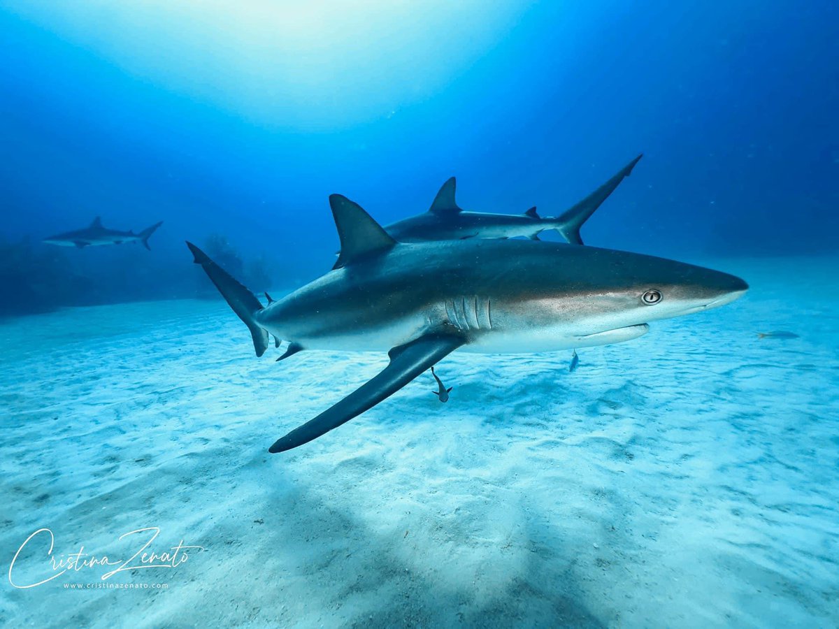 Do female sharks become mamas? While sharks go through different lengths of pregnancies and give birth in various ways (material for another post), according to each species, no sharks give parental care. That means once the pups are born slightly detached from her body.