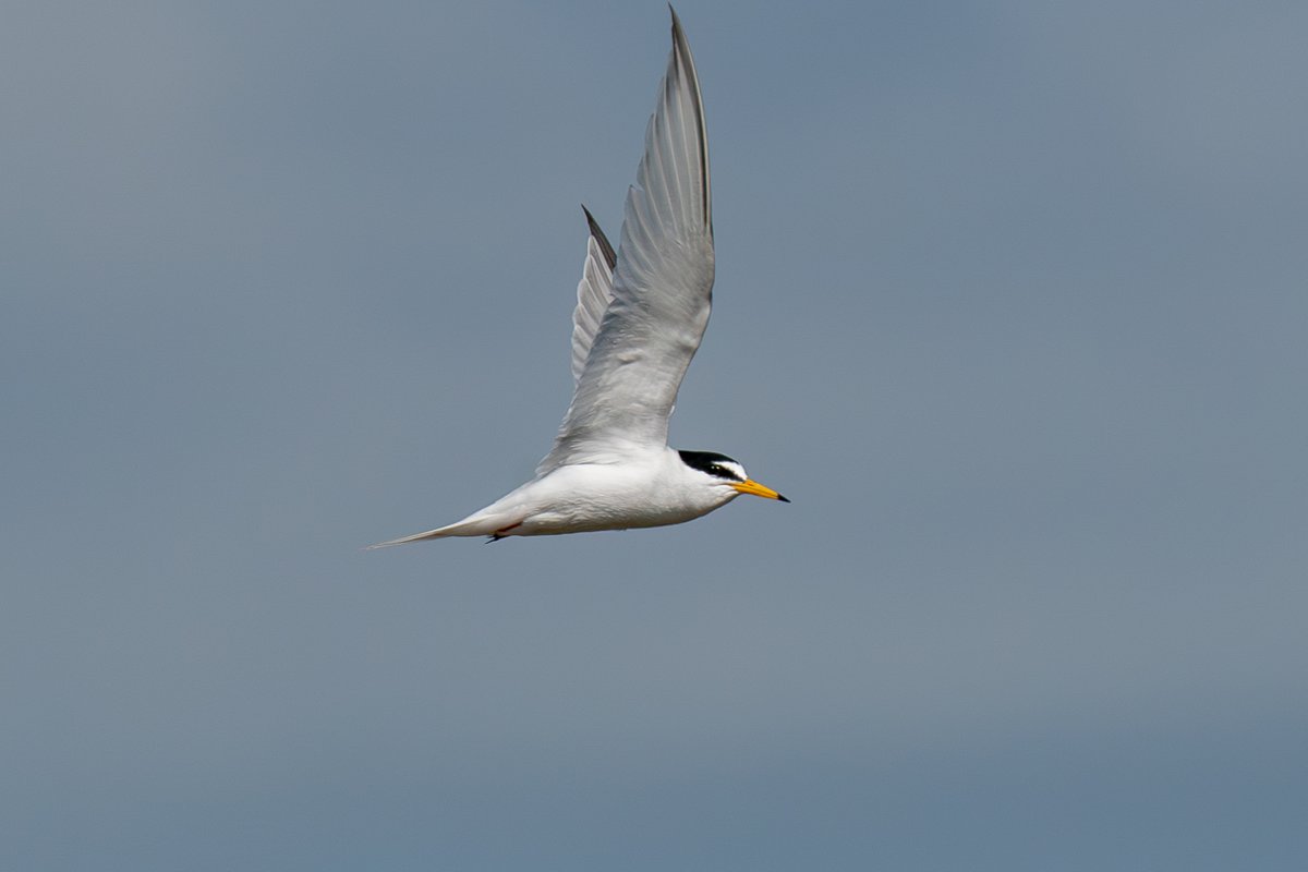 Little Tern active colony #Normandylagoon @LymKeyRanger @HantsIWWildlife @Natures_Voice @birdingplaces @CHOG_birds @birdingforall