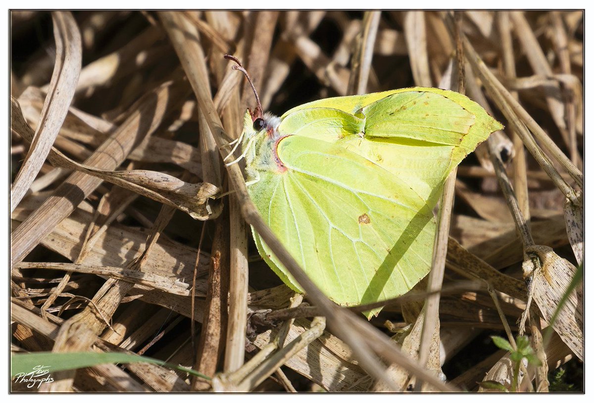 My first 'Brimstone Butterfly' of the year. @YorksWildlife #Staveley Just took a rest long enough for me to get a photo, then off again. #Butterflies @savebutterflies #TwitterNatureCommunity #Wildlife #NaturePhotography