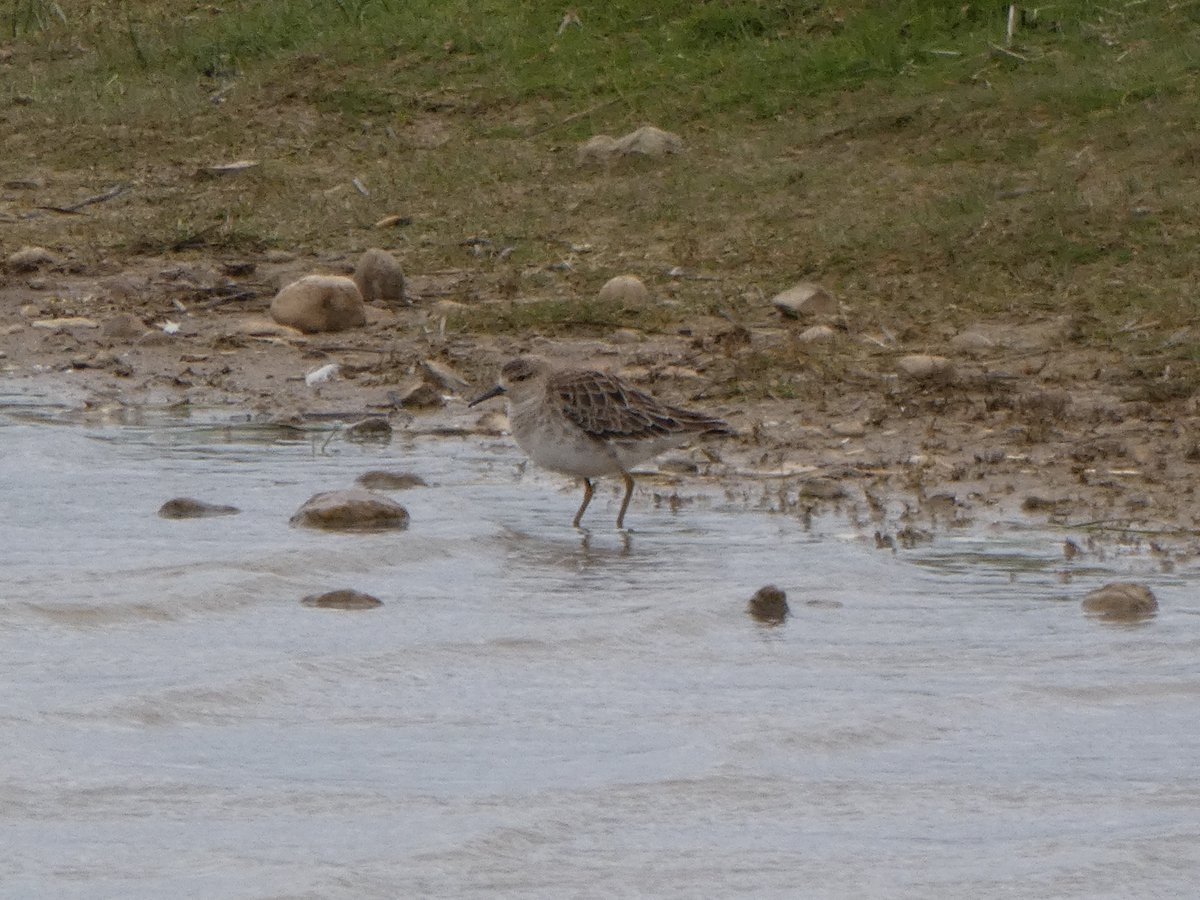 The sound of a Cuckoo felt rather unseasonal in today's conditions at Spurn. Other finds included small numbers of Willow Warblers, Chiffchaff and Goldcrest seen well at Canal, 3 Lesser Whitethroats, the lingering Green-winged Teal and Ruff on Kilnsea Wetlands. @spurnbirdobs