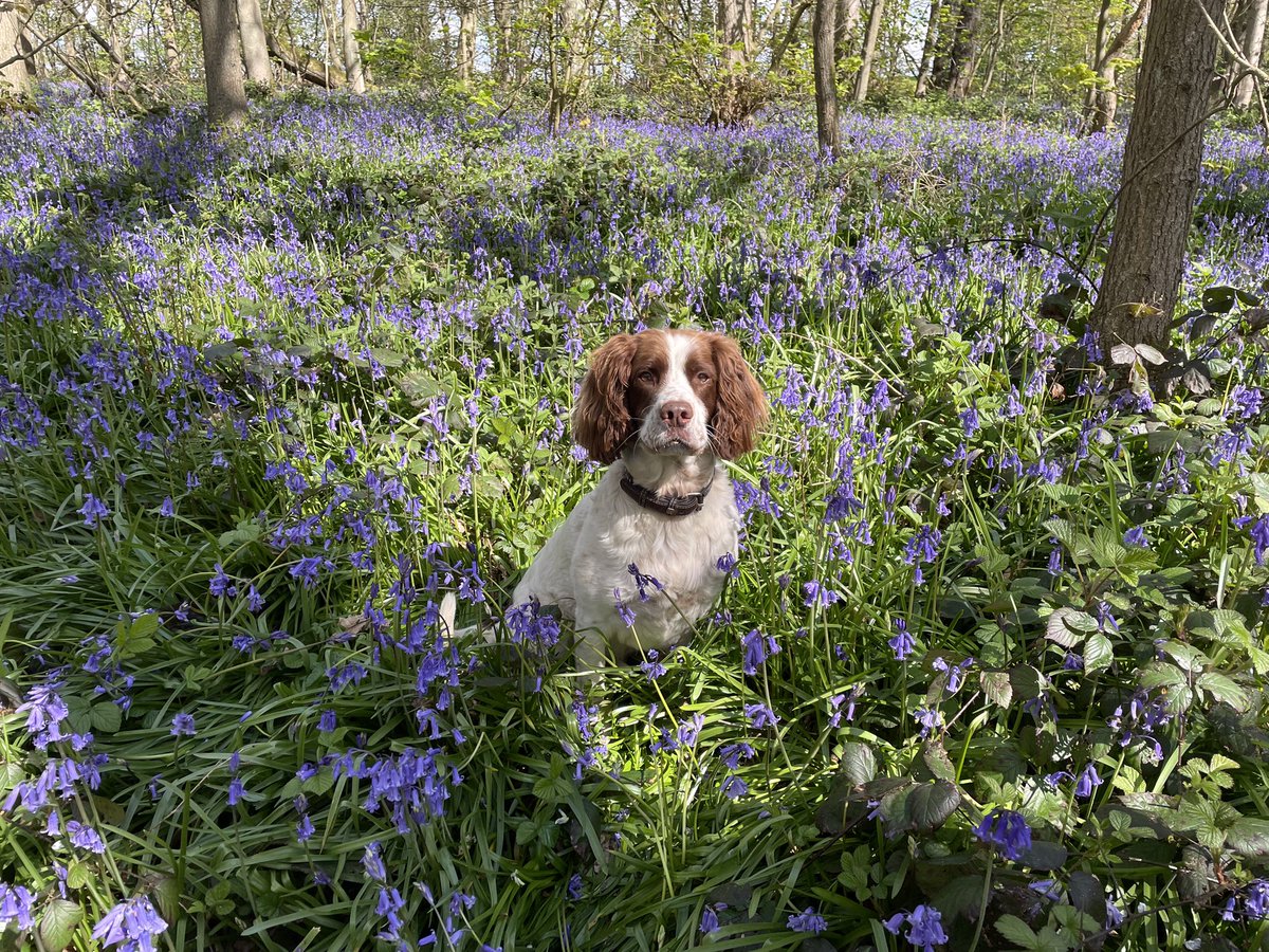 firth_graham's tweet photo. @lufcgrace How about a spaniel? https://t.co/M4ZEj0E4fi
