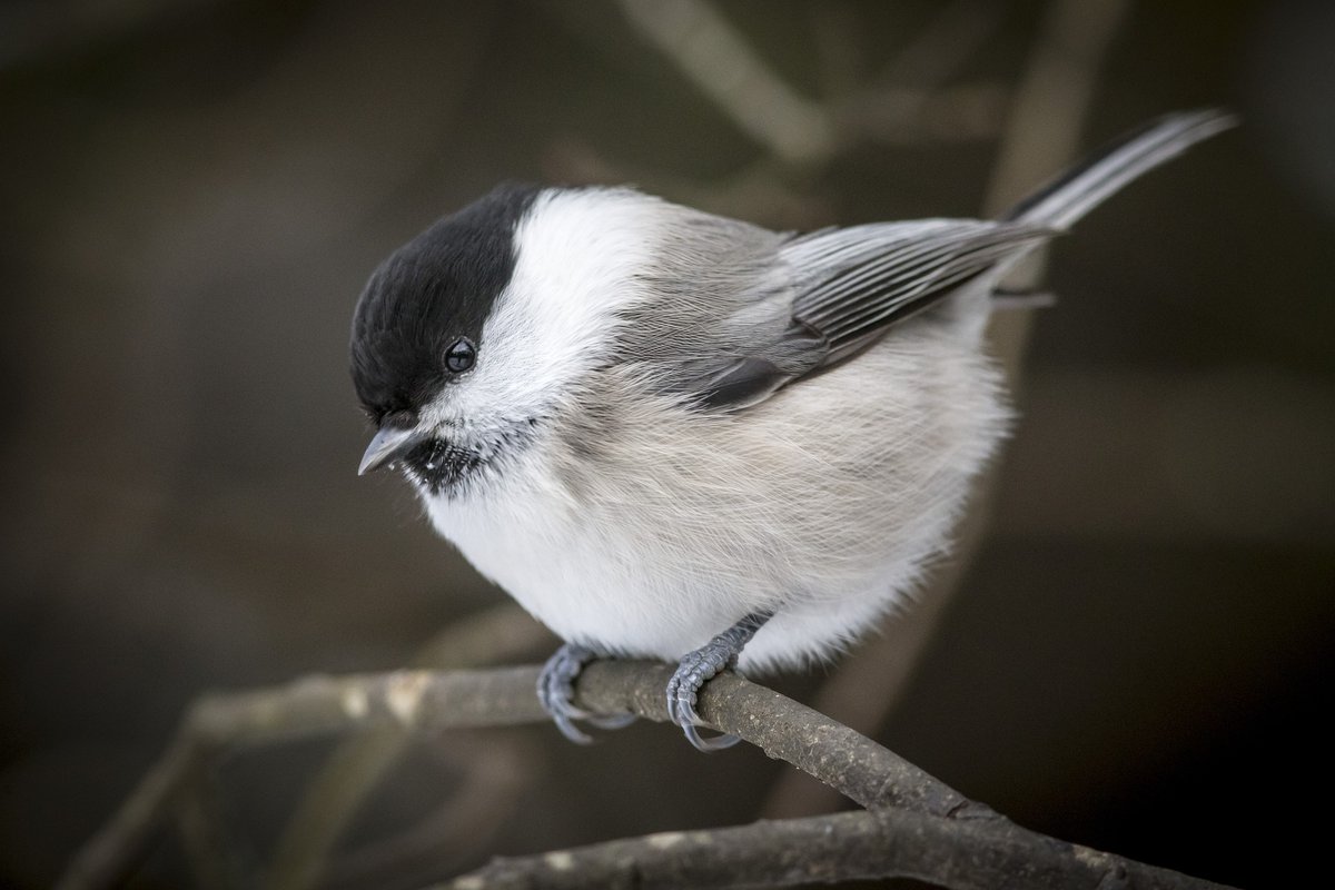 karits.eu/index.php/2024…
#WillowTit #PoecileMontanus #BirdPhotography #NaturePhotography #WildlifePhotography #NatureLovers #BirdsOfInstagram #Wildlife #WildlifeAddicts #BirdWatching #Birding #Nature #Ornithology #BirdSofig #InstaBirds #NatureShots