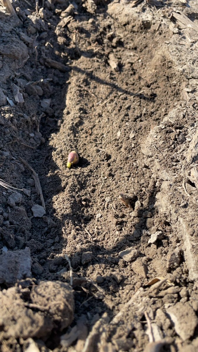 April 12th planted soybeans are looking promising! Little more heat and they’ll be pushing through the soil in no time!