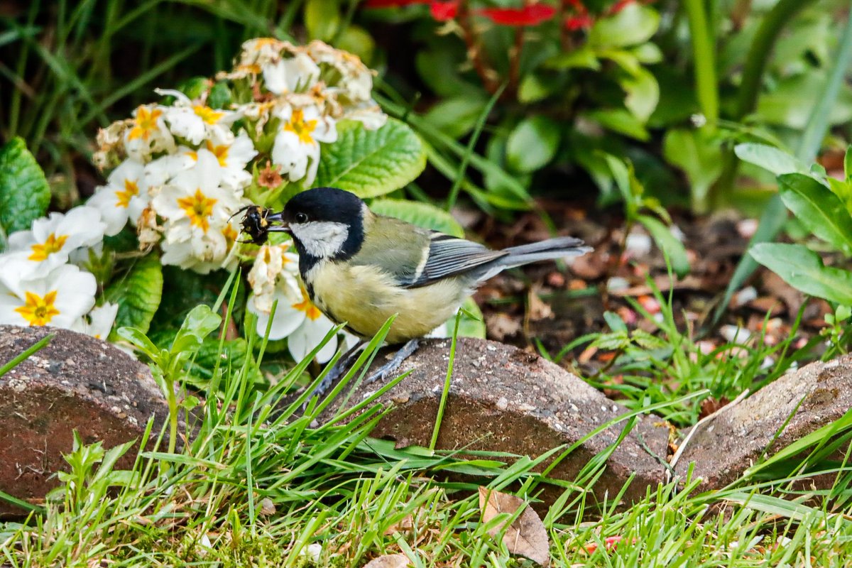 Great Tit with a bumble bee! 
#Musselburgh #Birds #GreatTit #GardenBirds
@ThePhotoHour