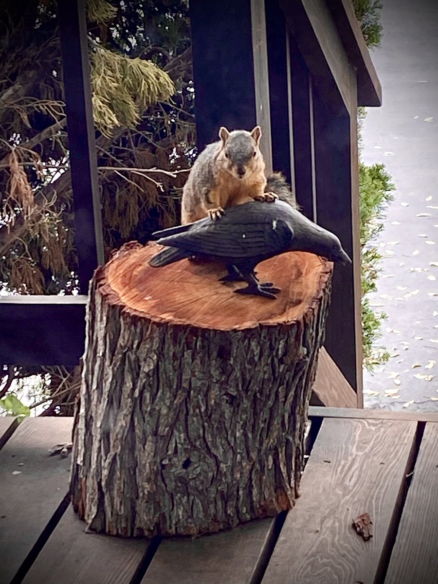 opossumprincess's tweet photo. Squirrel day is everyday ♥️🐿️ https://t.co/SlG6aWvB99