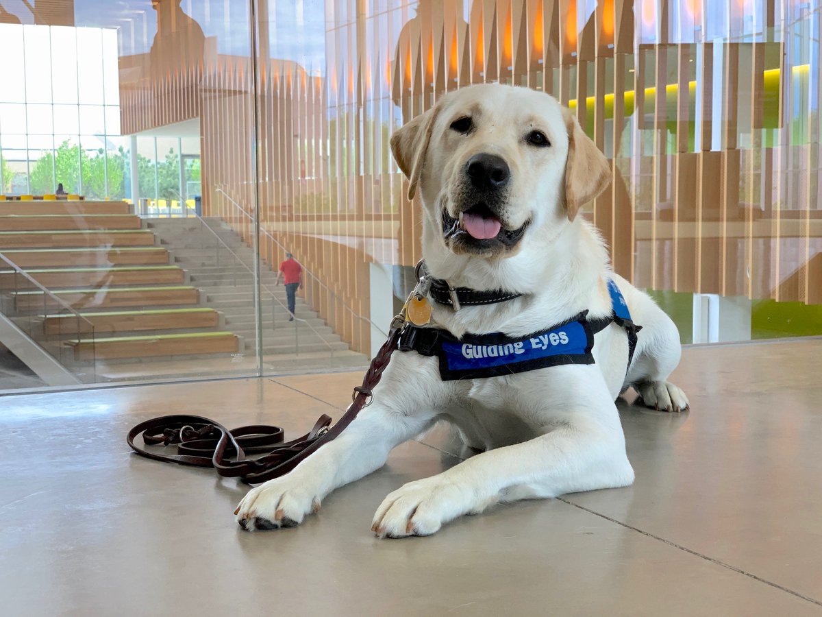 Happy International Guide Dog Day from the Riney Canine Health Center! 🐶

#guidingeyesfortheblind #guidingeye #guidedog