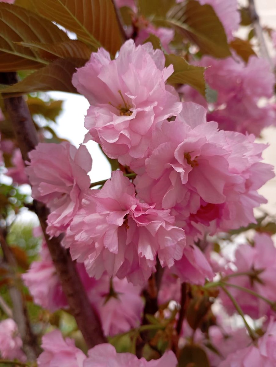 Spring is blooming. 
🍃🌸🌸🌸🌸🌸🍃
#SpringVibes 
#Flowers