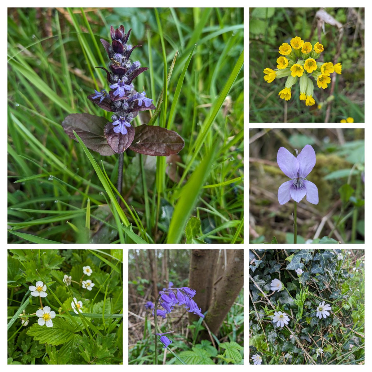 @PollinatorPlan @noeleenbotanics @ucddublin @IrishSeedSavers Bugle, Cowslips, Common violet, Wild Strawberry, Native Bluebell and Stitchwort @IrishSeedSavers today