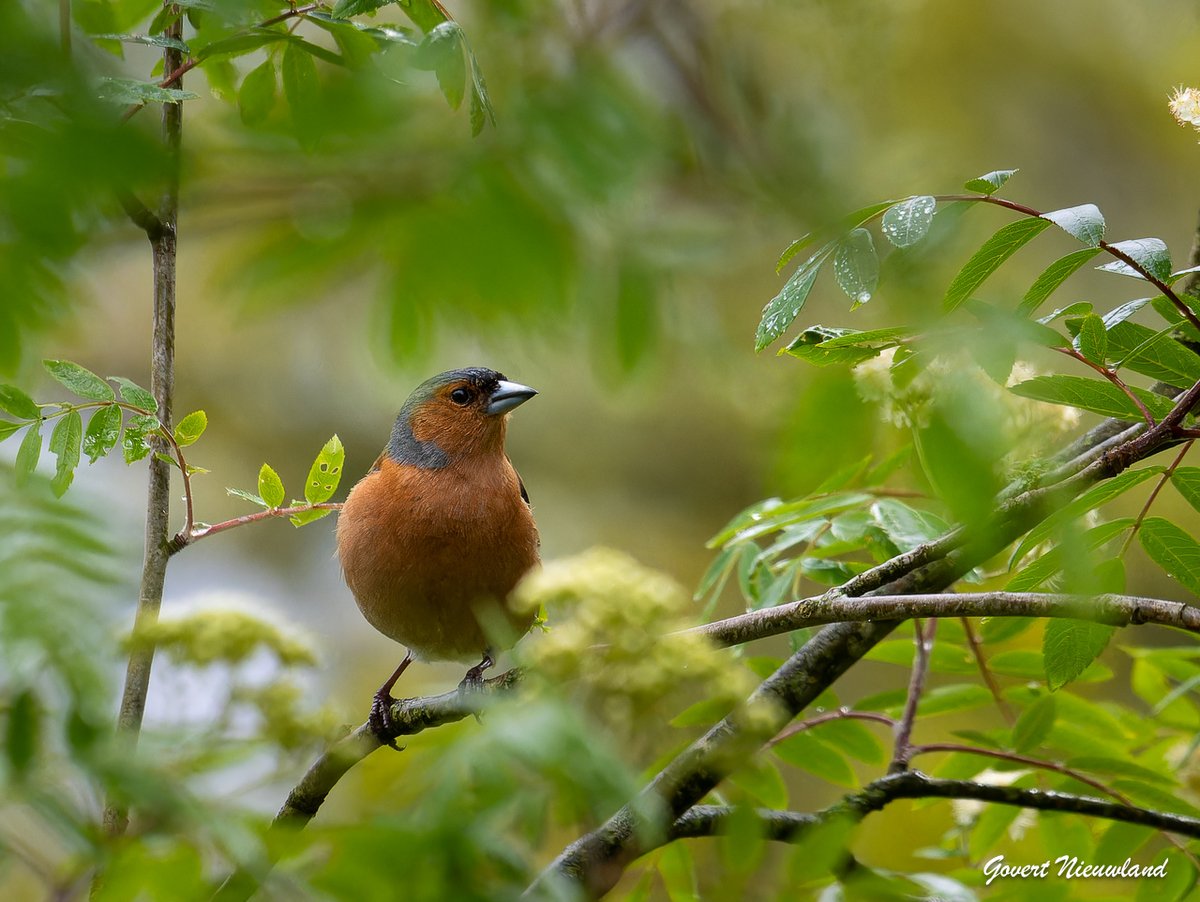 #finch #chaffinch #vink

Location: De Peel, The Netherlands