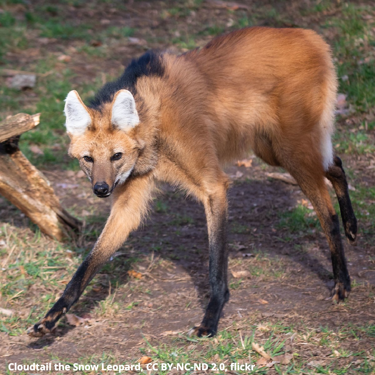 Get to know the largest member of the dog family in South America: the maned wolf. Standing about 3 ft (0.9 m) tall at the shoulder, this critter dines on small mammals, fish, reptiles, & birds. It communicates with deep, gruff roar-like barks.