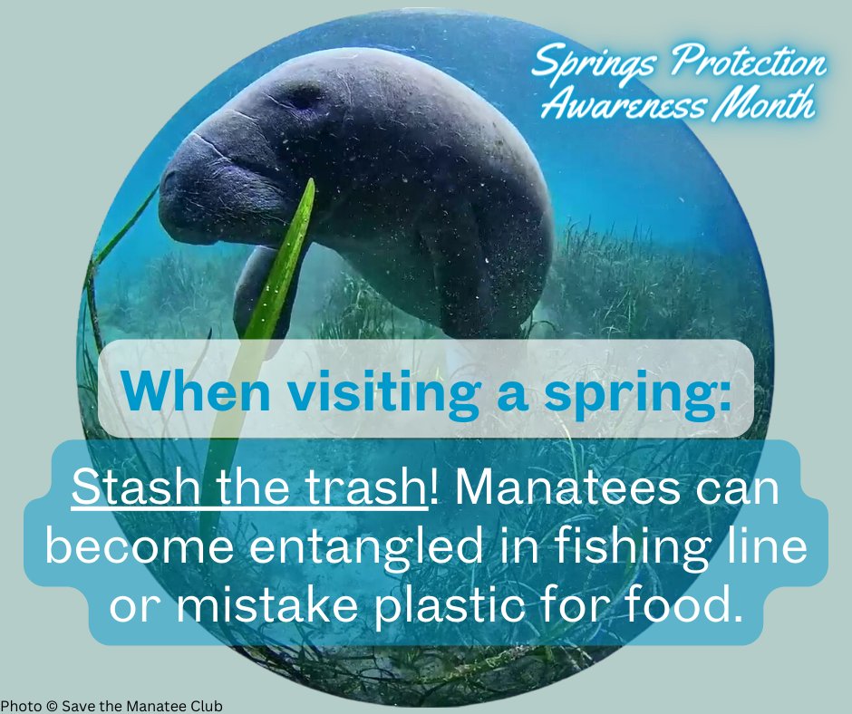 savethemanatee's tweet photo. April is #SpringsProtectionAwarenessMonth
When visiting a spring make sure to Stash Your Trash! Manatees can become entangled in fishing line or other debris or mistake plastic and other trash for food. Be a good steward and always clean up after yourself. https://t.co/40IdY9ayIr