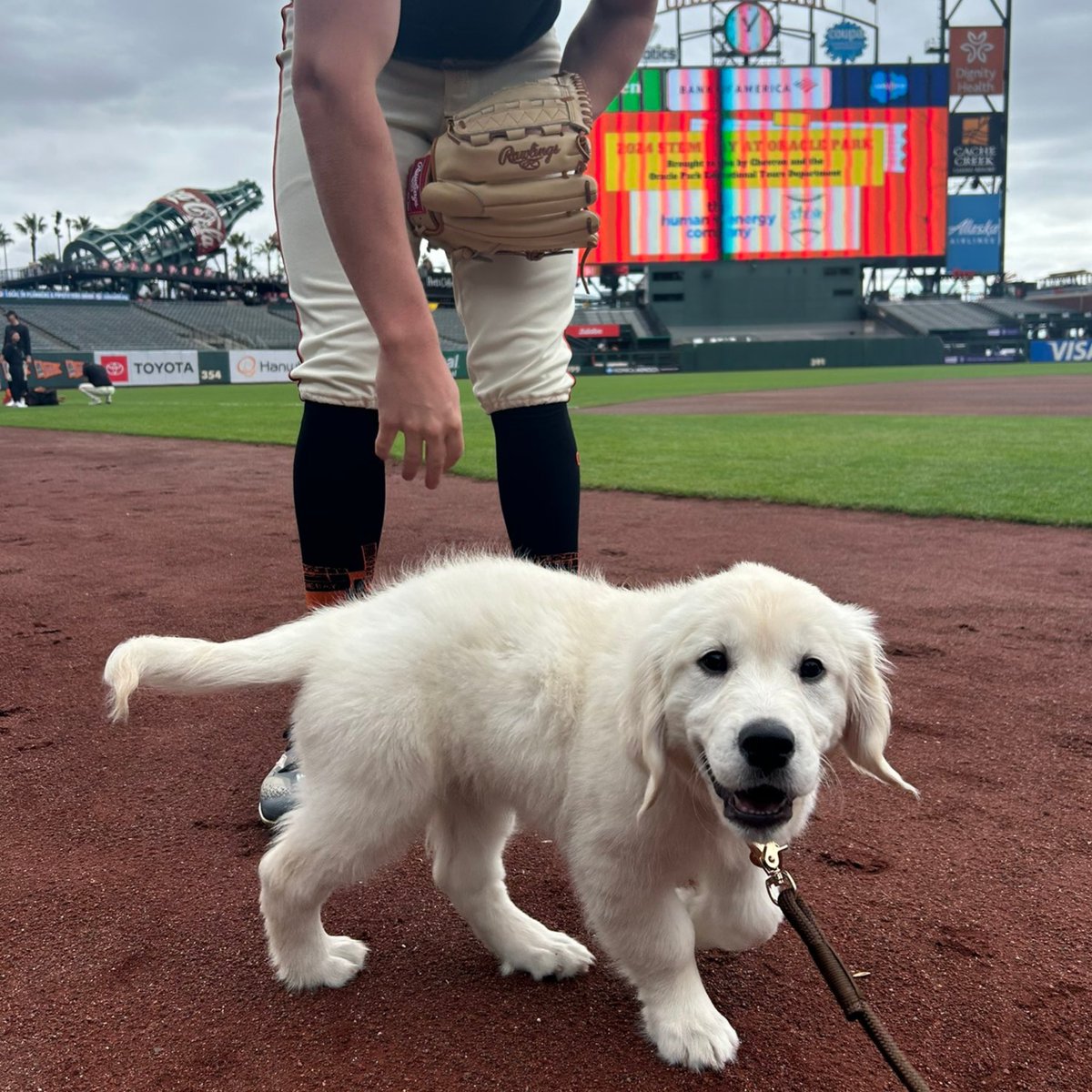 Baseball, meet Matt Chapman's dog, Harley 🥹

(via @ShaynaRubin)