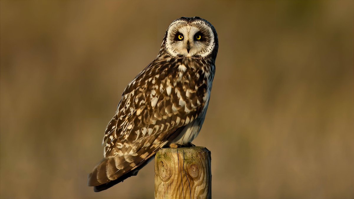 A stunning Short-Eared Owl in some beautiful light on Teesside this evening @teesbirds1 @NewNature_Mag @bbcwildlifemag
