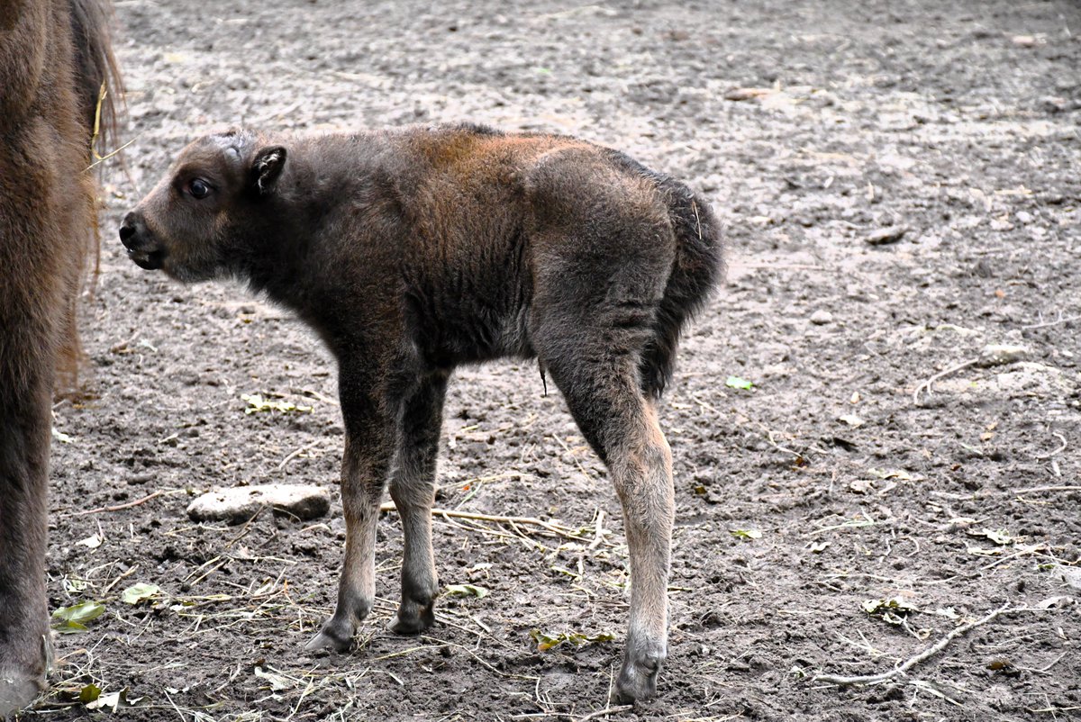 Powitajmy nowego członka żubrzej rodziny w Nowym Zoo w Poznaniu.

#Zoo #Poznan #żubr #wisent