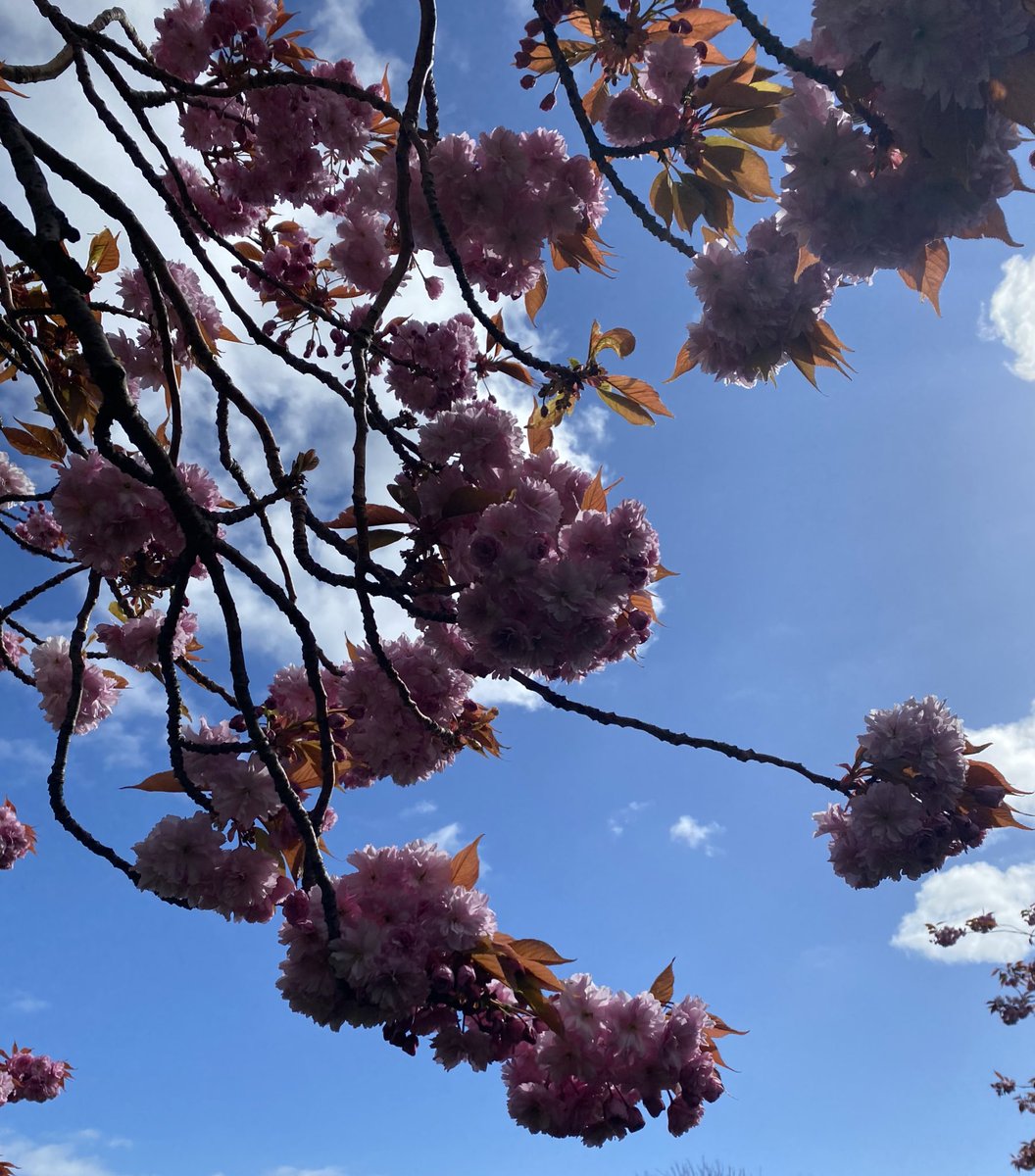 I love thé Meadows when the blossom is out. #Edinburgh