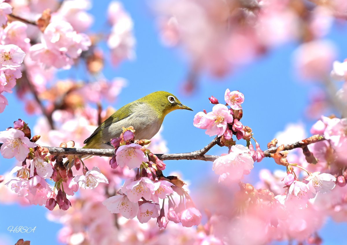 2024.3月野鳥撮影
おはようございますm(_ _)m 木曜日です。疲れがでてくるころです。今日も無理せずにマイペースで👍皆様にとって、心身ともに優しい一日になりますように。
本日は『河津桜&メジロ』になります☺️
Nikon Z9
NIKKOR  Z 180-600mm f/5.6-6.3 VR
#野鳥写真
