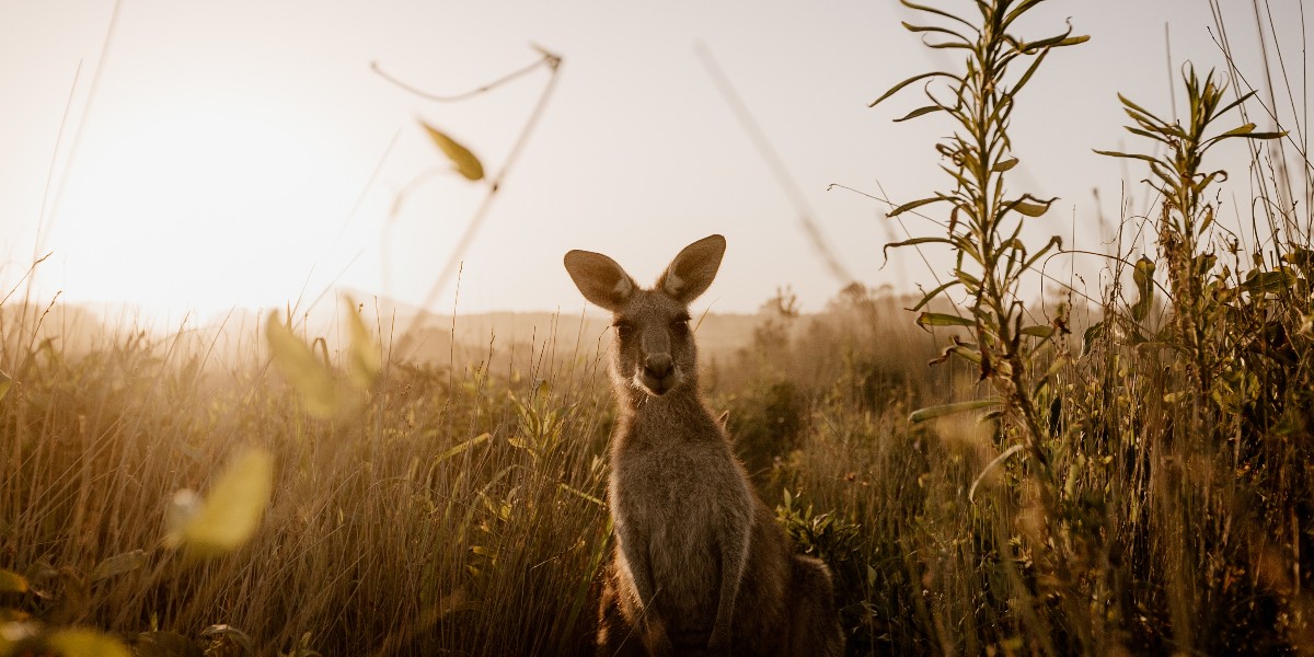 From platypuses to cassowaries, wombats, cuddly koalas, and penguins, the star power of Australia’s cast of quirky species is just as undeniable. 🐨 Plan your Australian wildlife journey: virtuoso.ltd/tw-aus-wildlif… 📷: @GettyImages #VirtuosoTravel #SoVirtuoso #SeeAustralia