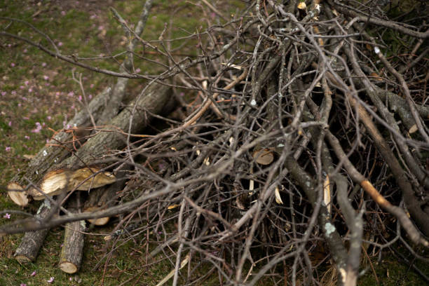 db_trees's tweet image. Tree roots can cause sidewalk uplifts and plumbing issues if not managed properly. Tree placement and species selection are critical to prevent future problems. #UrbanPlanning #TreeRoots