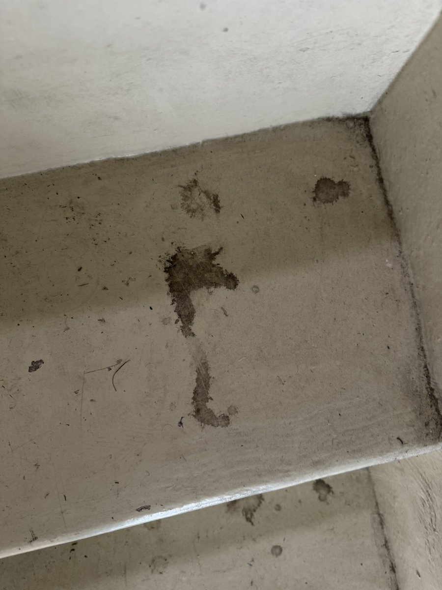 blessed by the stain on my building stairs that kinda looks like a seahorse ✨✨