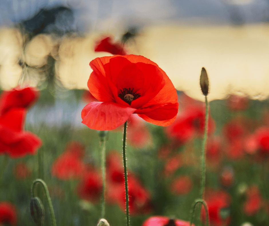 This ANZAC Day, we are reminded of the dedication and sacrifice made by those who keep us safe, and we thank those who have used their medical skills to save lives.

One such veteran is Dr Michael Clements, a rural doctor. 
Read his story here: ruraldoctorsfoundation.org.au/interview-with…