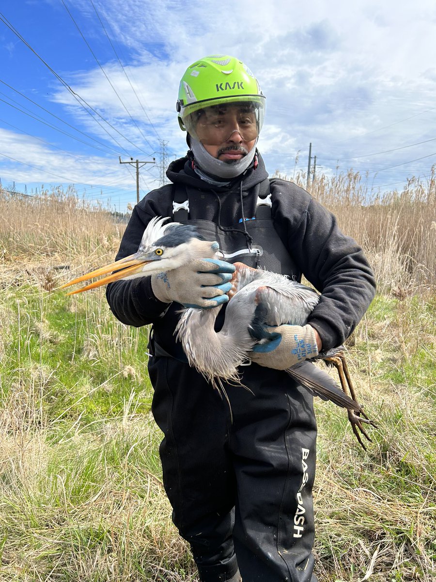 I’m grateful we had the opportunity to help out this Great Blue Heron today. A coworker found it and I removed the line around its beak but there was a line and hook stuck in its throat. SPCA picked it up to bring to a wildlife vet for surgery, rehab, and eventual release.