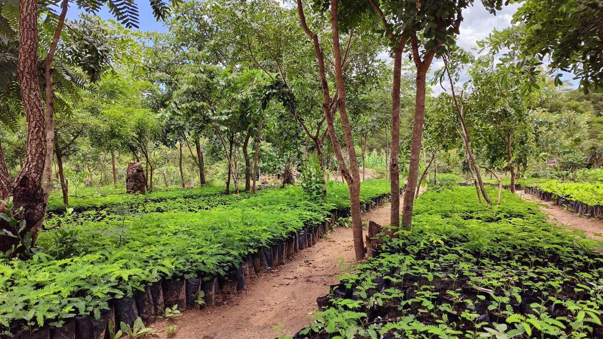 Work is beginning to restore the Chimanimani landscape in Mozambique thanks to players. Because of the in-game missions completed during Worlds 2023, we made a $1M donation to @eden_reforest on your behalf. #EarthWeek