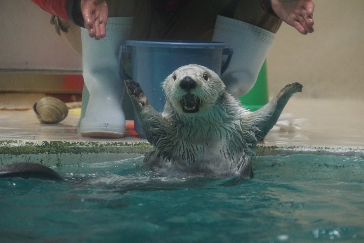 Fight

#鳥羽水族館 
#ラッコのメイちゃん