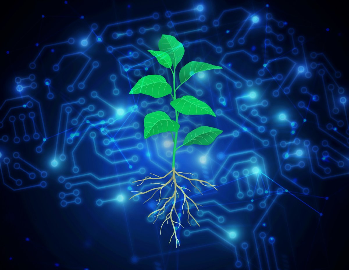Professor Wolfgang Busch and Salk Fellow Talmo Pereira collaborate on a novel application of Pereira's artificial intelligence (AI) software, SLEAP, to analyze plant root systems. The new application of SLEAP will accelerate Salk's Harnessing Plants Initiative mission to design